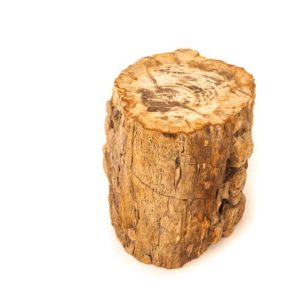 Zenporium Petrified Wood Pedestal PP003 (3)
