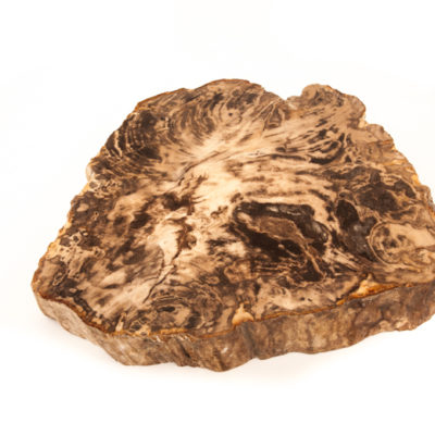 Zenporium Petrified Wood Slab PSL005