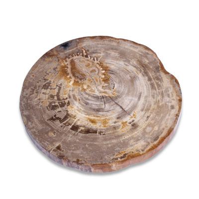 Petrified Wood Slab PSL024 (2)