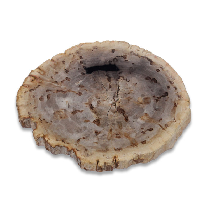 Zenporium Petrified Wood Slab PSL036 (2)